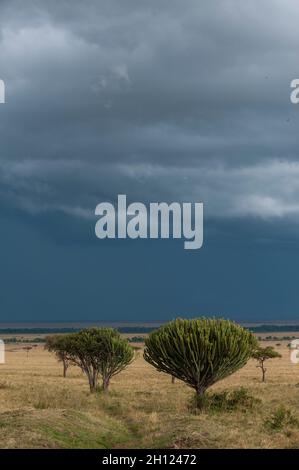 Ein Regensturm nähert sich in den Ebenen der Masai Mara. Masai Mara National Reserve, Kenia. Stockfoto