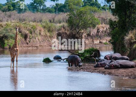 Eine Giraffe der Masai, Giraffa camelopardalis, die den Mara River überquert, in der Nähe von Hippotamus, Hippopotamus amphibius, die am Flussufer ruht. Mara River, Ma Stockfoto