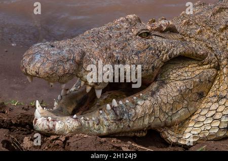 Porträt eines Nilkrokodils, Crocodilus niloticus, mit offenem Mund zur Abkühlung. Mara River, Masai Mara National Reserve, Kenia. Stockfoto