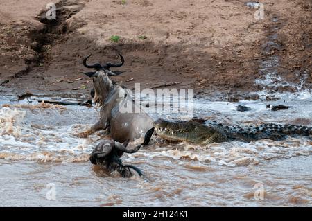 Ein Nilkrokodil, Crocodilus niloticus, greift einen Gnus, Connochaetes taurinus, an und überquert den Mara River. Mara River, Masai Mara National Reservation Stockfoto