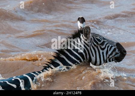 Eine Ebene Zebra, Equus quagga, die den Mara River überquert. Mara River, Masai Mara National Reserve, Kenia. Stockfoto