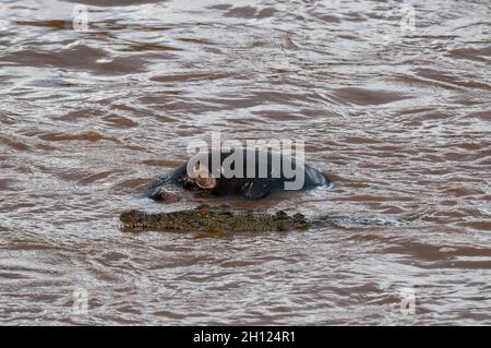 Ein Nilkrokodil, Crocodilus niloticus, das sich von einem Nilpferd ernährt. Mara River, Masai Mara National Reserve, Kenia. Stockfoto