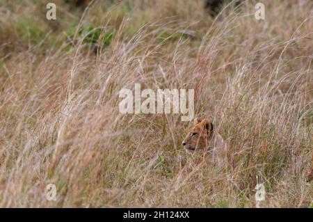 Ein Löwenjunges, Panthera leo, versteckt sich im hohen Gras. Masai Mara National Reserve, Kenia. Stockfoto