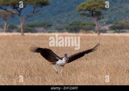 Ein Marabou-Storch, Leptoptilos crumeniferus, landet im hohen Savannengras. Masai Mara National Reserve, Kenia. Stockfoto