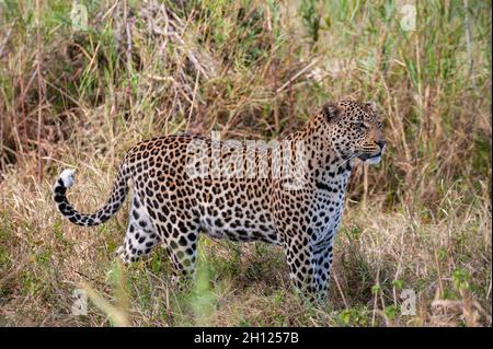 Porträt eines männlichen Leoparden, Panthera pardus. Mala Mala Game Reserve, Südafrika. Stockfoto