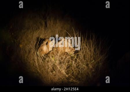 Ein Paar Löwen, Panthera leo, ruht nachts im hohen Gras. Mala Mala Game Reserve, Südafrika. Stockfoto