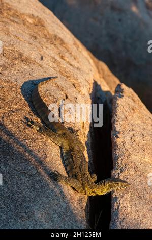 Eine Felsenwarane, Varanus albigularis, sonnt sich in der Sonne auf einem Felsbrocken. Mala Mala Game Reserve, Südafrika. Stockfoto