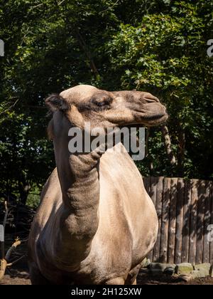 Porträt eines Kamels im Zoo. Stockfoto