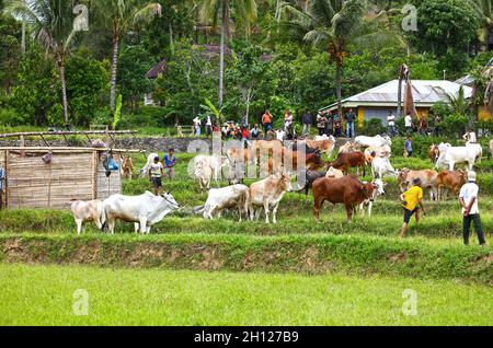 Die Bullen werden beim Bullenrennen PACU Jawi vorbereitet, das in Dörfern in West-Sumatra in Indonesien stattfindet Stockfoto