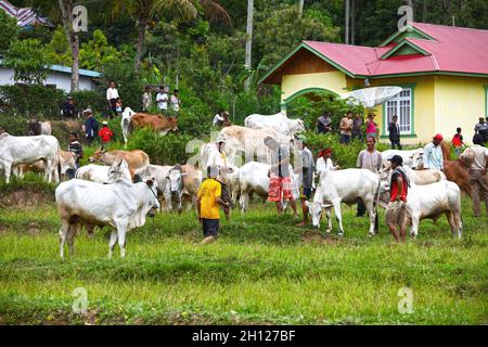 Die Bullen werden beim Bullenrennen PACU Jawi vorbereitet, das in Dörfern in West-Sumatra in Indonesien stattfindet Stockfoto