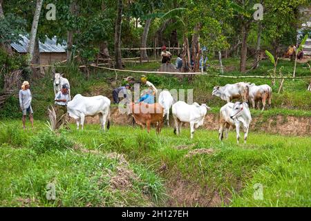 Die Bullen werden beim Bullenrennen PACU Jawi vorbereitet, das in Dörfern in West-Sumatra in Indonesien stattfindet Stockfoto