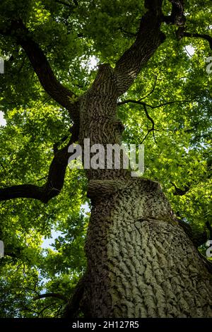 Nahaufnahme von Eichenstamm. Das Tageslicht scheint durch die Blätter. Stockfoto