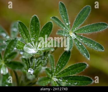 Große Wassertropfen auf grünen Lupinenblättern (Lupinus polyphyllus), an launischen, regnerischen Tagen. Unscharfer Hintergrund, flaches Tiefenfeld. Stockfoto