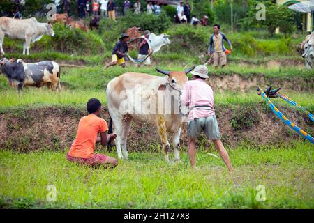 Männer waschen ihren Stier beim Bullenrennen PACU Jawi, das in Dörfern in West-Sumatra in Indonesien stattfindet. Stockfoto