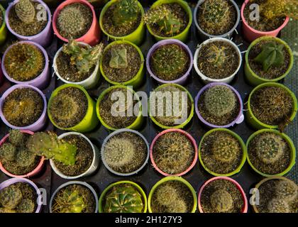 Mini-Kakteen in bunten Töpfen als Hintergrund. Stockfoto