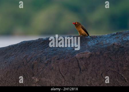 Ein Rotschnabel-Ochspecht, Buphagus erythrorhynchus, der auf dem Rücken eines Nilpferdes ruht. Chobe National Park, Botswana. Stockfoto