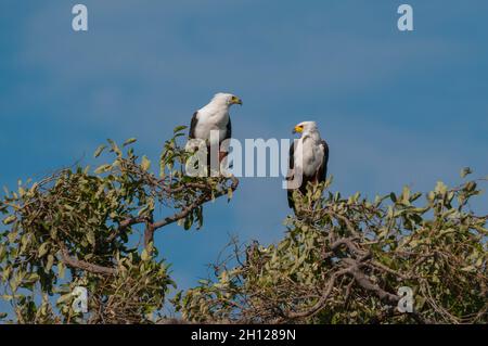 Ein Paar afrikanischer Fischadler, Haliaeetus vocifer, die in einem Baumkeule stehen. Chobe National Park, Botswana. Stockfoto