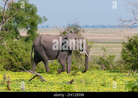 Ein afrikanischer Elefant, Loxodonta africana, läuft zwischen gelben Wildblumen. Chobe National Park, Botswana. Stockfoto