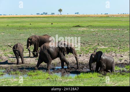 Eine Herde afrikanischer Elefanten, Loxodonta africana, Schlammbaden am Ufer des Chobe River. Chobe River, Chobe National Park, Botswana. Stockfoto
