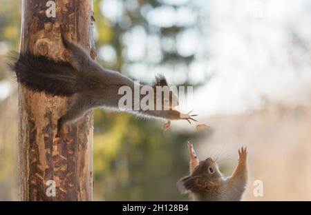 Rote Eichhörnchen stehen in einem Baum, der eine Nuss erreicht Stockfoto