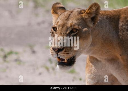 Nahaufnahme des Porträts einer subadulten Löwin, Panthera leo. Chobe National Park, Botswana. Stockfoto