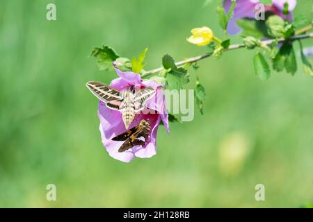 Ein Silberfleckiger Skipper, Epargyreus clarus, folgt und belästigt eine weißgesäumte Sphinx-Motte, Hyles lineata, während sie auf einer rosa Althea-Blüte neckt. USA Stockfoto