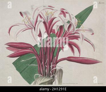 Das Botanische Magazin oder Blumengarten ausgestellt: Stately Crinum, 1823. S. Curtis (Großbritannien). Gravur, handfarbig; Stockfoto