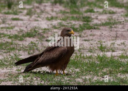 Ein gelber Drachen, Milvus parasitus, auf dem Boden. Savute Marsh, Chobe National Park, Botswana. Stockfoto