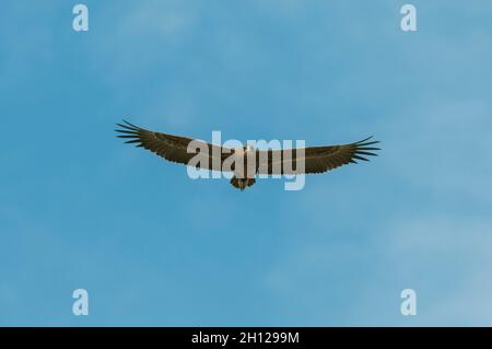Porträt eines Waldadlers, Aquila rapax, im Flug. Khwai Konzession Area, Okavango, Botswana. Stockfoto