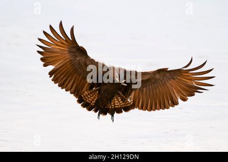 Porträt eines Hammerkops, Scopus umbretta, im Flug mit einer Termite im Schnabel. Khwai Konzession Area, Okavango, Botswana. Stockfoto