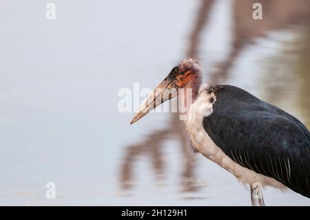 Nahaufnahme eines Marabou-Storches, Leptoptilos crumeniferus, am Wasser. Khwai Konzession Area, Okavango, Botswana. Stockfoto