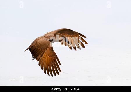 Porträt eines Hammerkops, Scopus umbretta, im Flug mit einer Termite im Schnabel. Khwai Konzession Area, Okavango, Botswana. Stockfoto