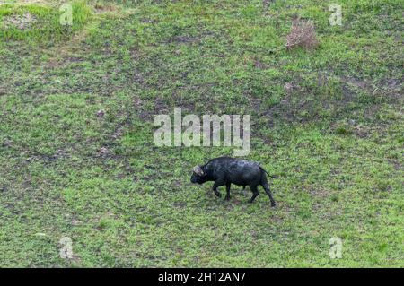 Eine Luftaufnahme eines afrikanischen Büffels, Syncerus Caffer, beim Gehen. Okavango Delta, Botswana. Stockfoto