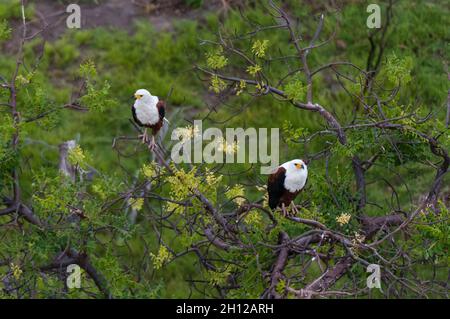 Eine Luftaufnahme eines Paares afrikanischer Fischadler, Haliaeetus vocifer, die in einem Baum sticht. Okavango Delta, Botswana. Stockfoto