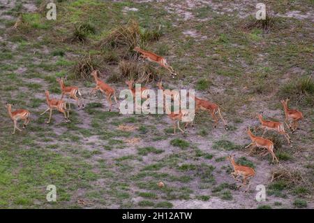 Eine Luftaufnahme einer Herde von Impalas, Aepyceros melampus, beim Laufen. Okavango Delta, Botswana. Stockfoto