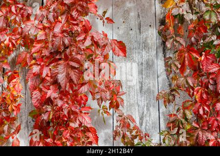Rote verlassen hängen auf Wetter Holz. Stockfoto