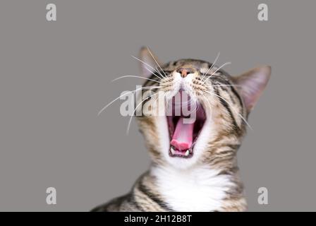 Eine braun gestromte Kurzhaarkatze, die mit weit geöffnetem Mund gähnt Stockfoto