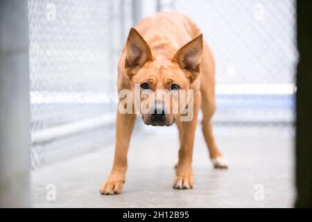 Ein nervöser Mischlingshund in einem Tierheim Zwinger Stockfoto