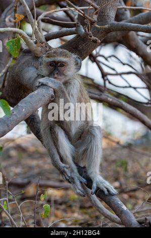 Porträt eines vervettierten Affen, Cercopithecus aethiops, der auf einem Ast sitzt. Chobe National Park, Botswana. Stockfoto