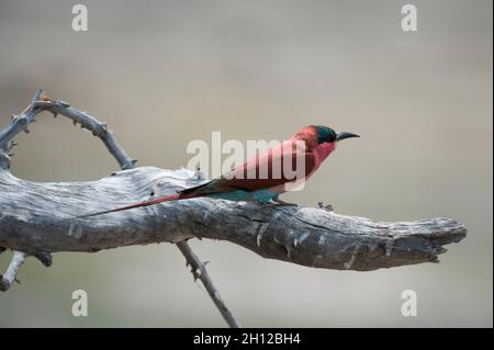 Ein südliche Karminbienenfresser, Merops nubicoides, auf einem toten Ast. Chobe National Park, Botswana. Stockfoto