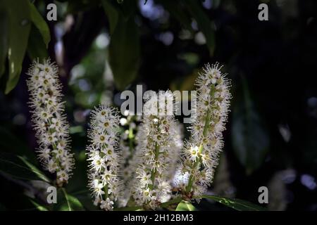 Blüht im Frühling auf den Ähren des Kirschlaurels oder des Prunus laurocerasus Stockfoto