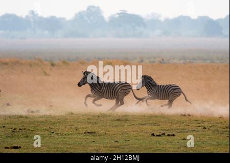 Zwei Burchells Zebras, Equus burchelli, laufen. Chobe National Park, Botswana. Stockfoto