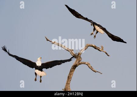 Zwei afrikanische Fischadler, Haliaeetus vocifer, landen auf einem toten Ast. Chobe National Park, Botswana. Stockfoto