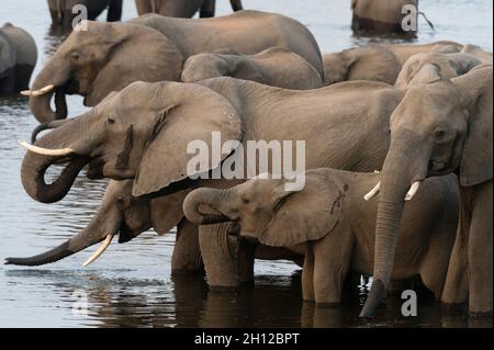 Eine Herde afrikanischer Elefanten, Loxodonta africana, trinkt im Chobe River. Chobe River, Chobe National Park, Botswana. Stockfoto