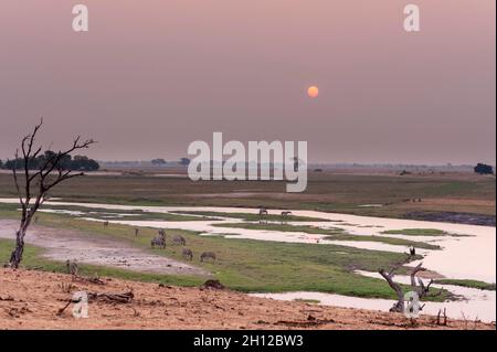 Burchells Zebras, Equus burchelli, grasen im Chobe River-Bett. Chobe National Park, Botswana. Stockfoto