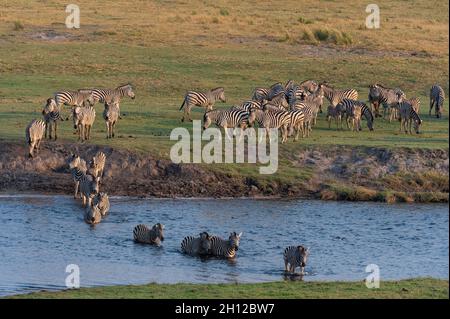 Eine Herde von Burchells Zebras, Equus burchelli, die durch das Wasser geht. Chobe National Park, Botswana. Stockfoto