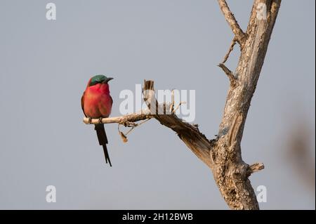 Porträt eines südlichen Karminbienenfressers, Merops nubicoides, der auf einem Ast sitzt. Chobe National Park, Botswana. Stockfoto