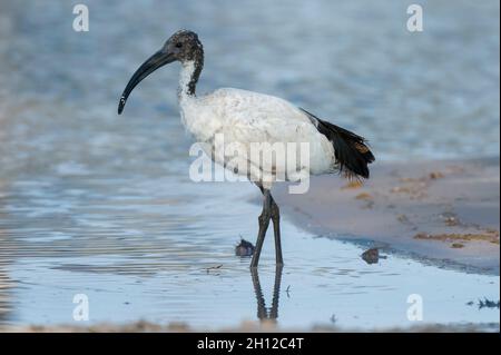 Portrait eines afrikanischen heiligen Ibis, Threskiornis aethiopicus, der im Wasser geht. Okavango Delta, Botswana. Stockfoto