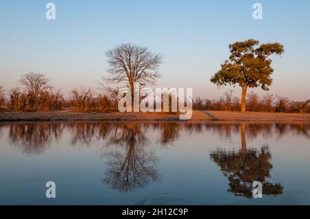Bäume, die Reflexionen im Khwai-Fluss bei Sonnenuntergang im Khwai-Fluss, Okavango-Delta, Botswana, werfen. Stockfoto