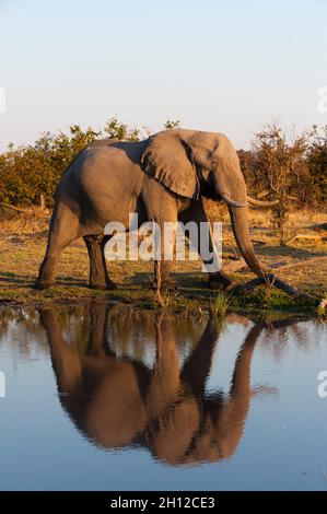 Ein afrikanischer Elefant, Loxodonta africana, läuft neben einem Wasserloch. Okavango Delta, Botswana. Stockfoto